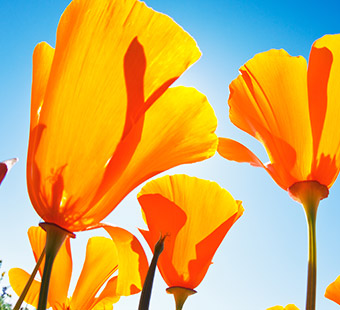 Colour Discover