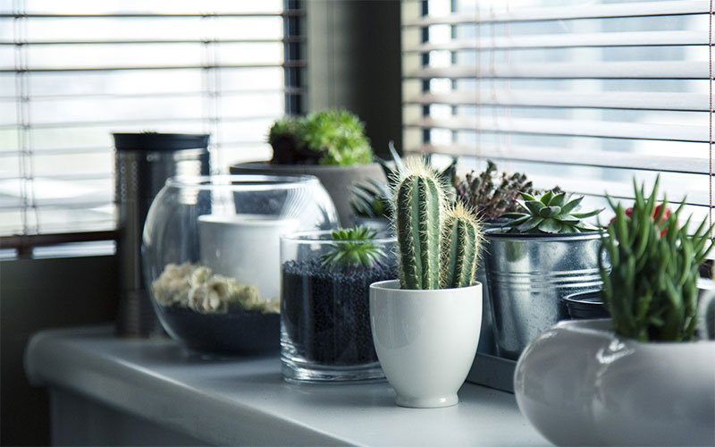 5-ways-to-have-a-lush-indoor-garden-1