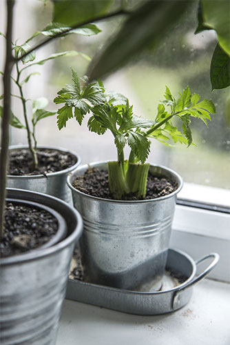 5-ways-to-have-a-lush-indoor-garden-6