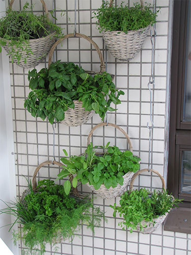 5-ways-to-have-a-lush-indoor-garden-7