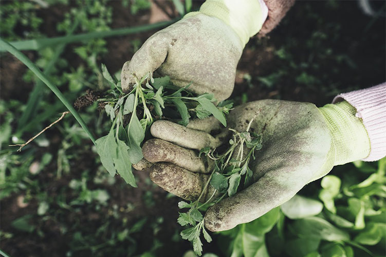 5-ways-to-have-a-lush-indoor-garden-8